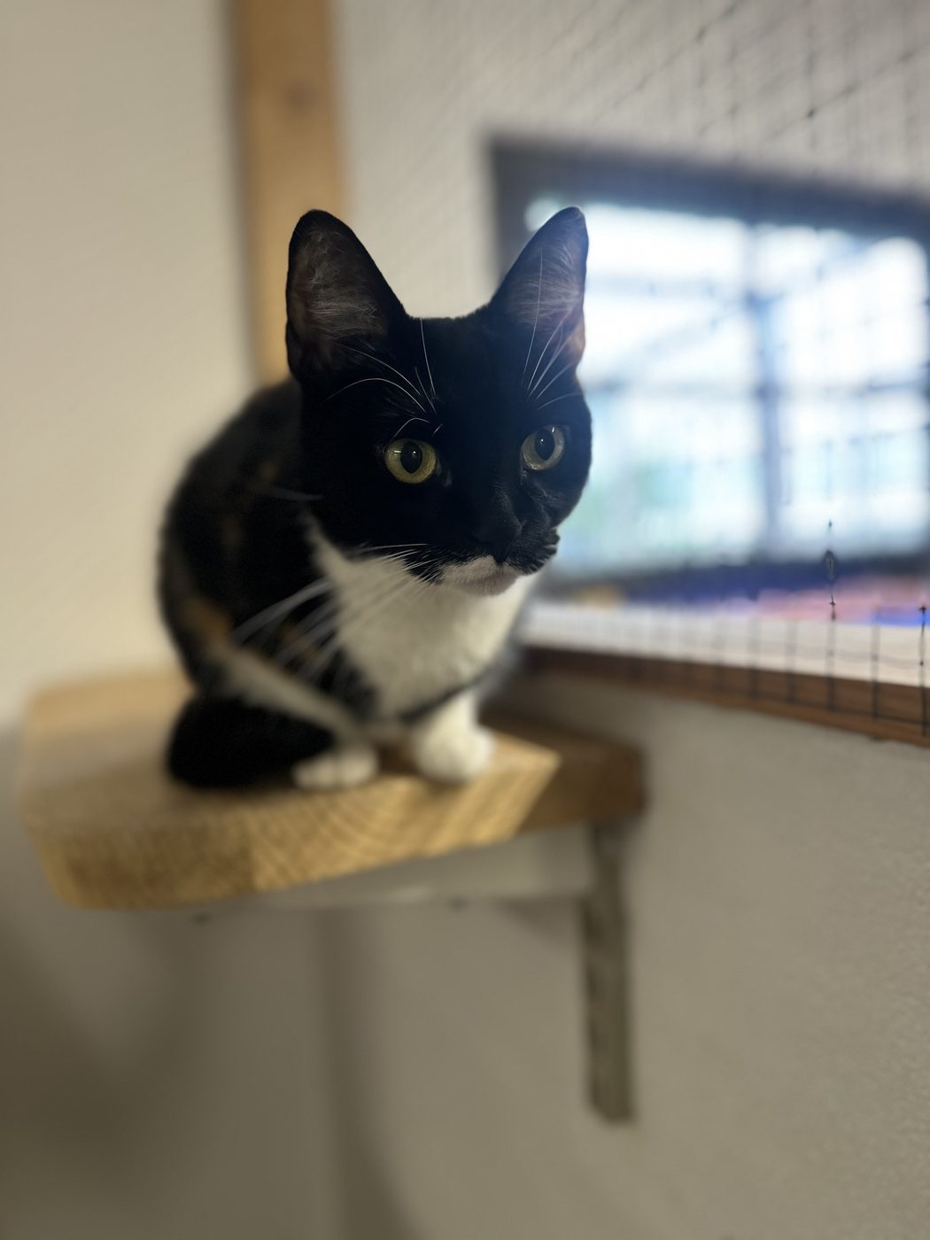 Svartvit katt på en väggmonterad hylla framför nätfönstret