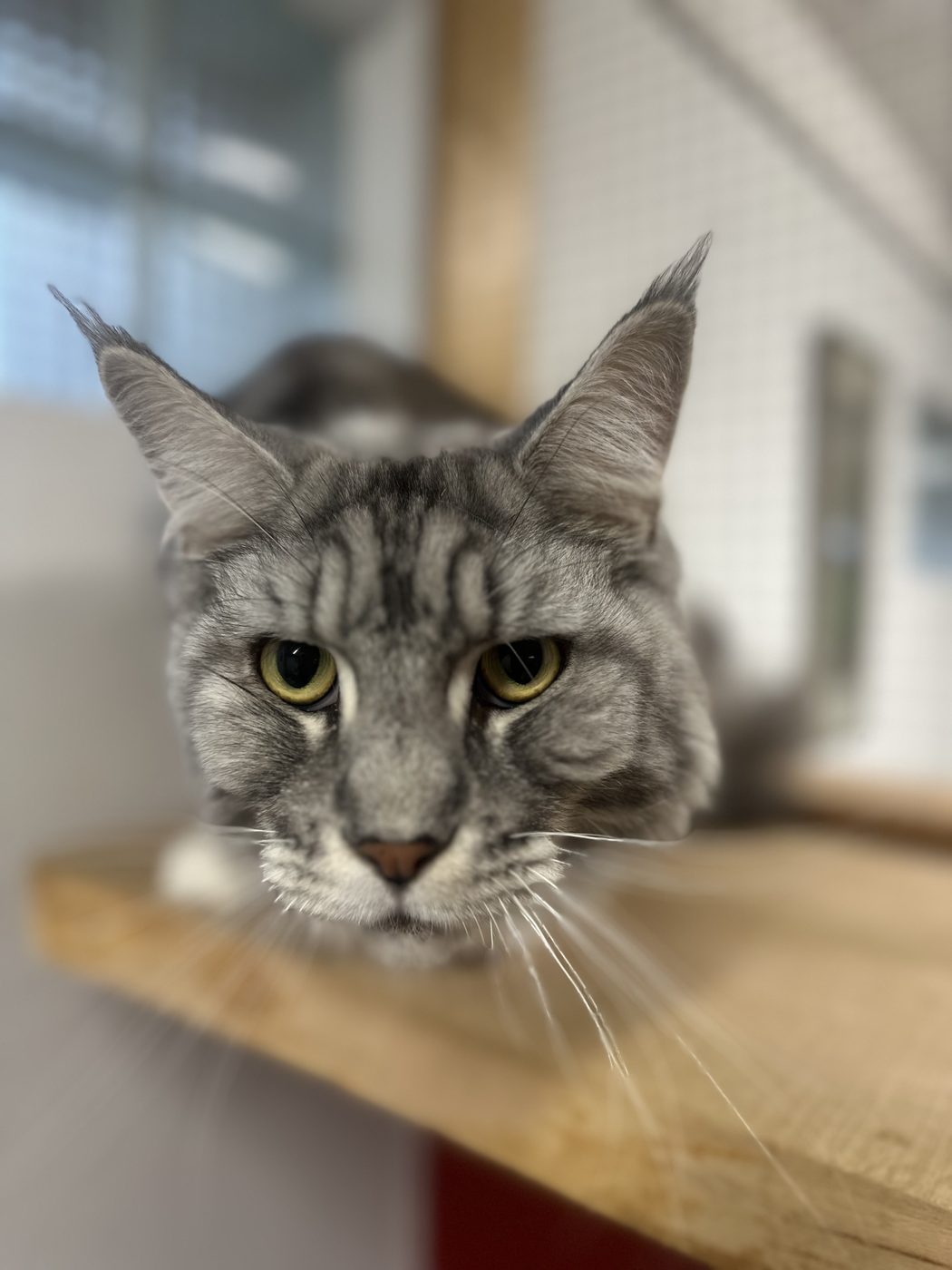 Silvertabby tittar fram från sin hylla