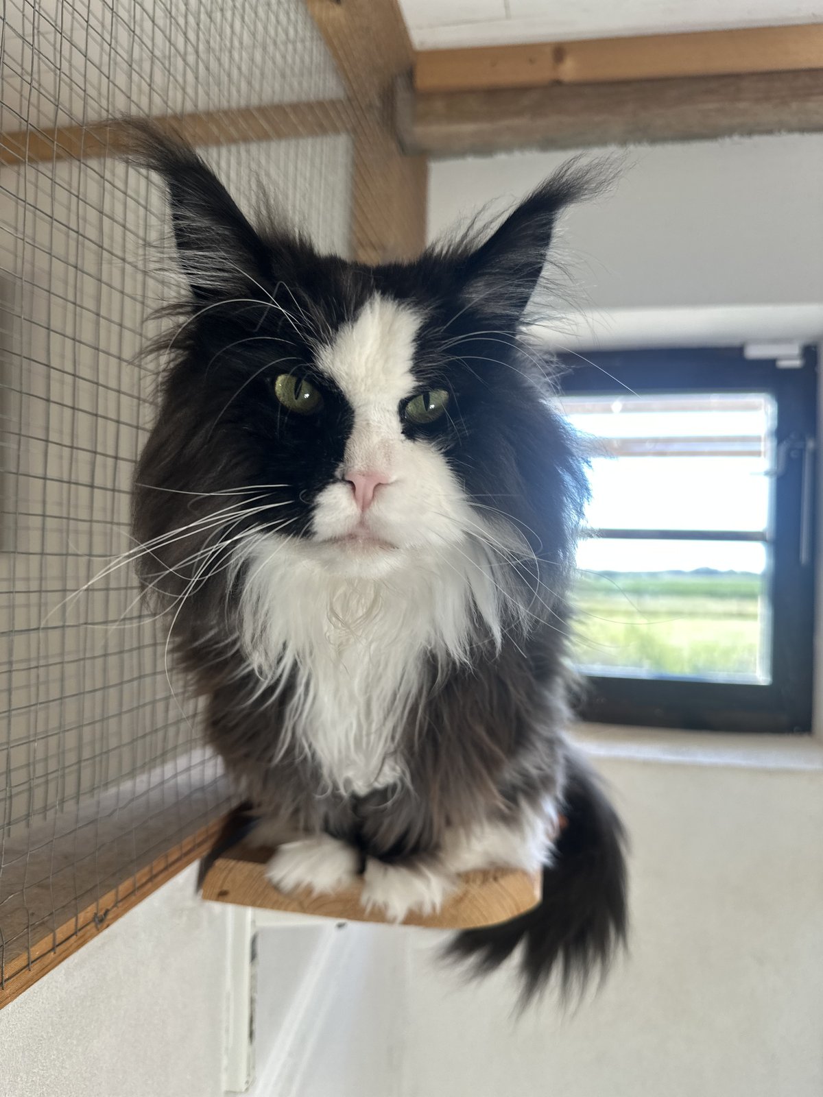 Svartvit långhårig katt med gröna ögon sitter på en trähylla