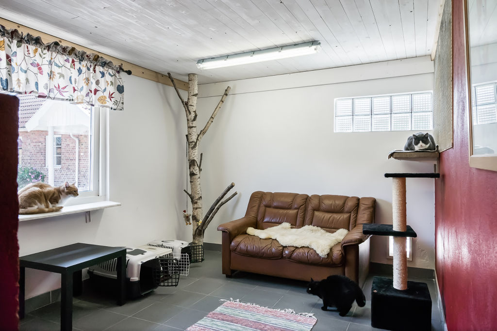 Innerum med soffa och klösträd