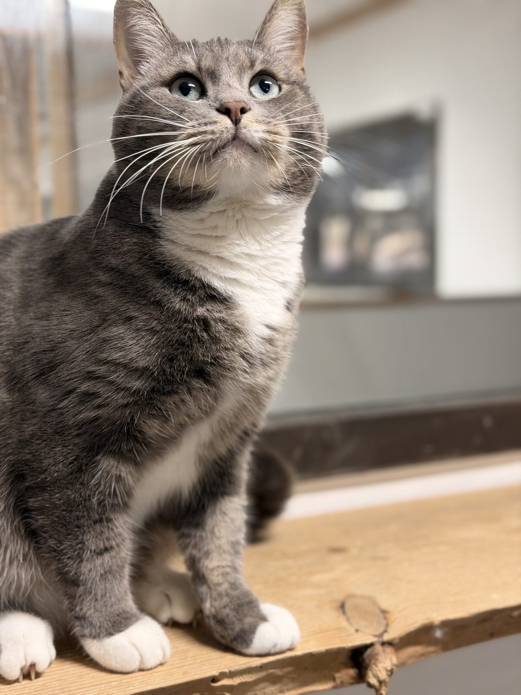 Gråtigad katt med vitt bröst sitter på en träbräda
