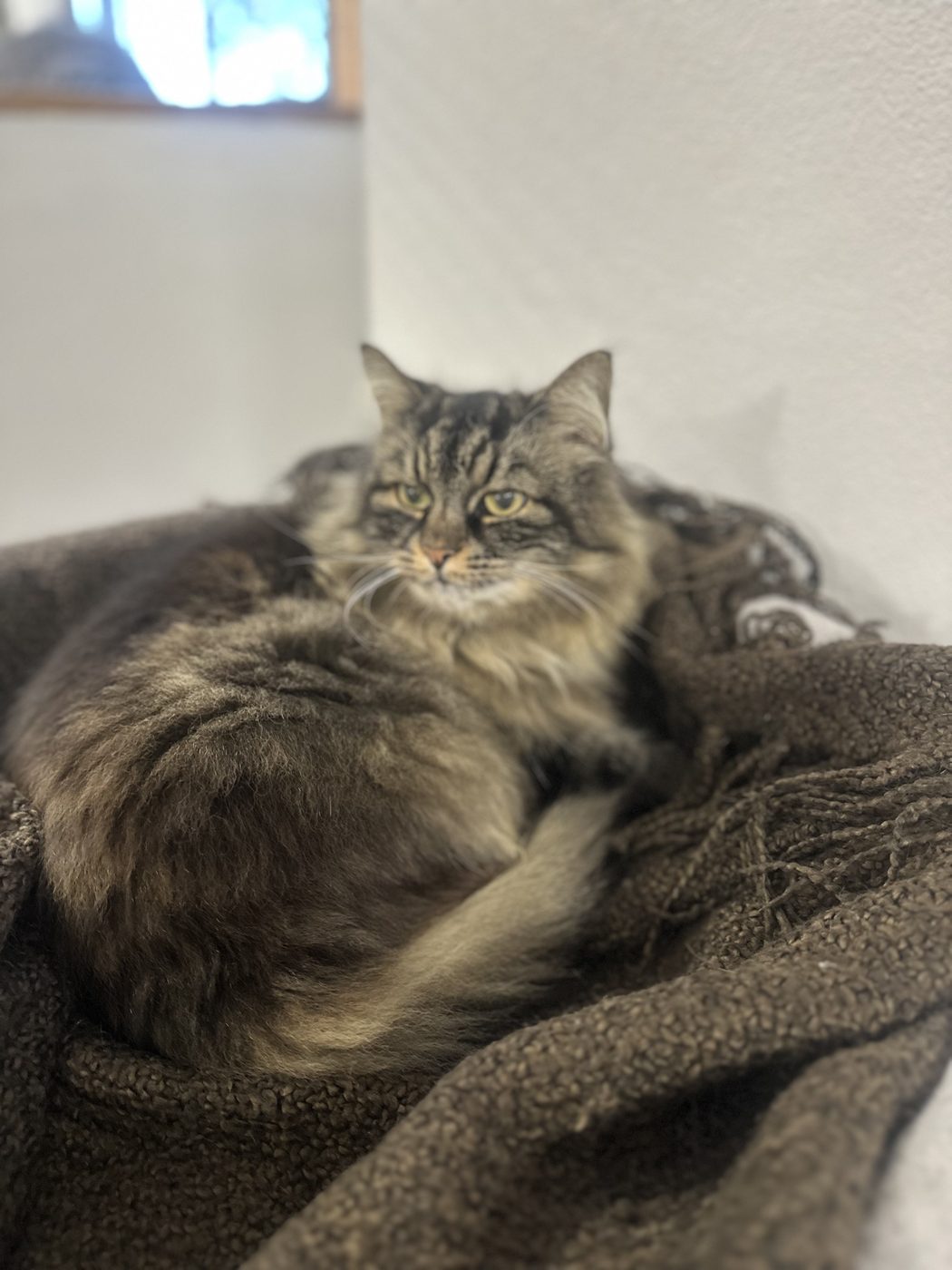 Långhårig bruntabby ligger hoprullad i en filt