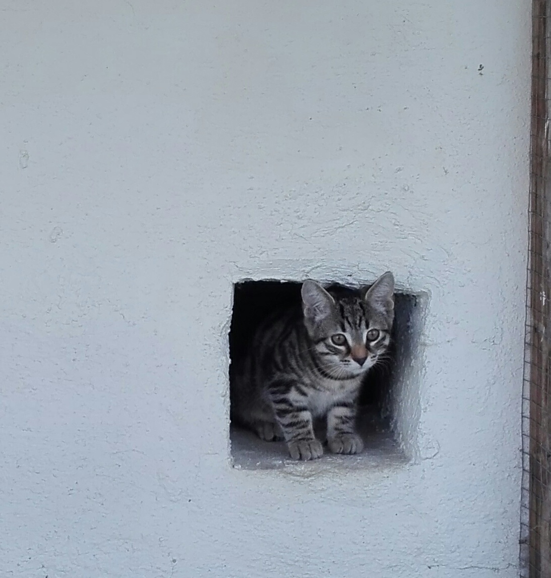 Kattunge som tittar fram ur ett hål i väggen
