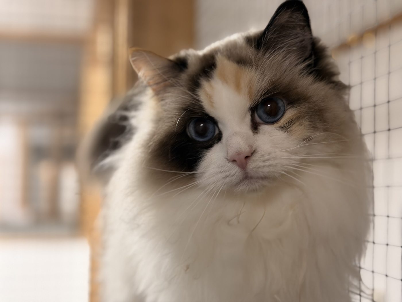 Långhårig katt i närbild intill skyddsnätet