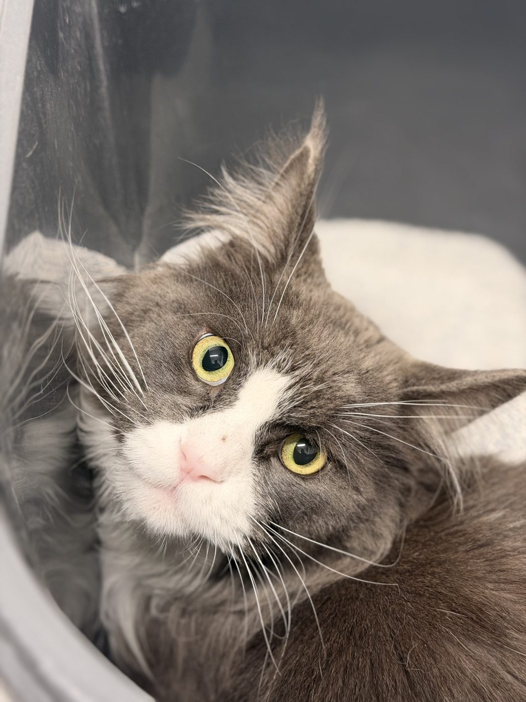 Gråvit katt vilar i en transportbur