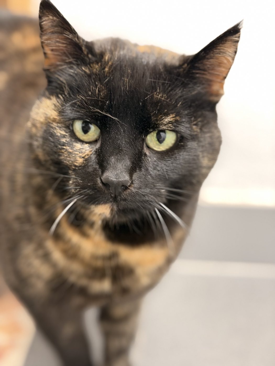 Sköldpaddsfärgad katt i närbild