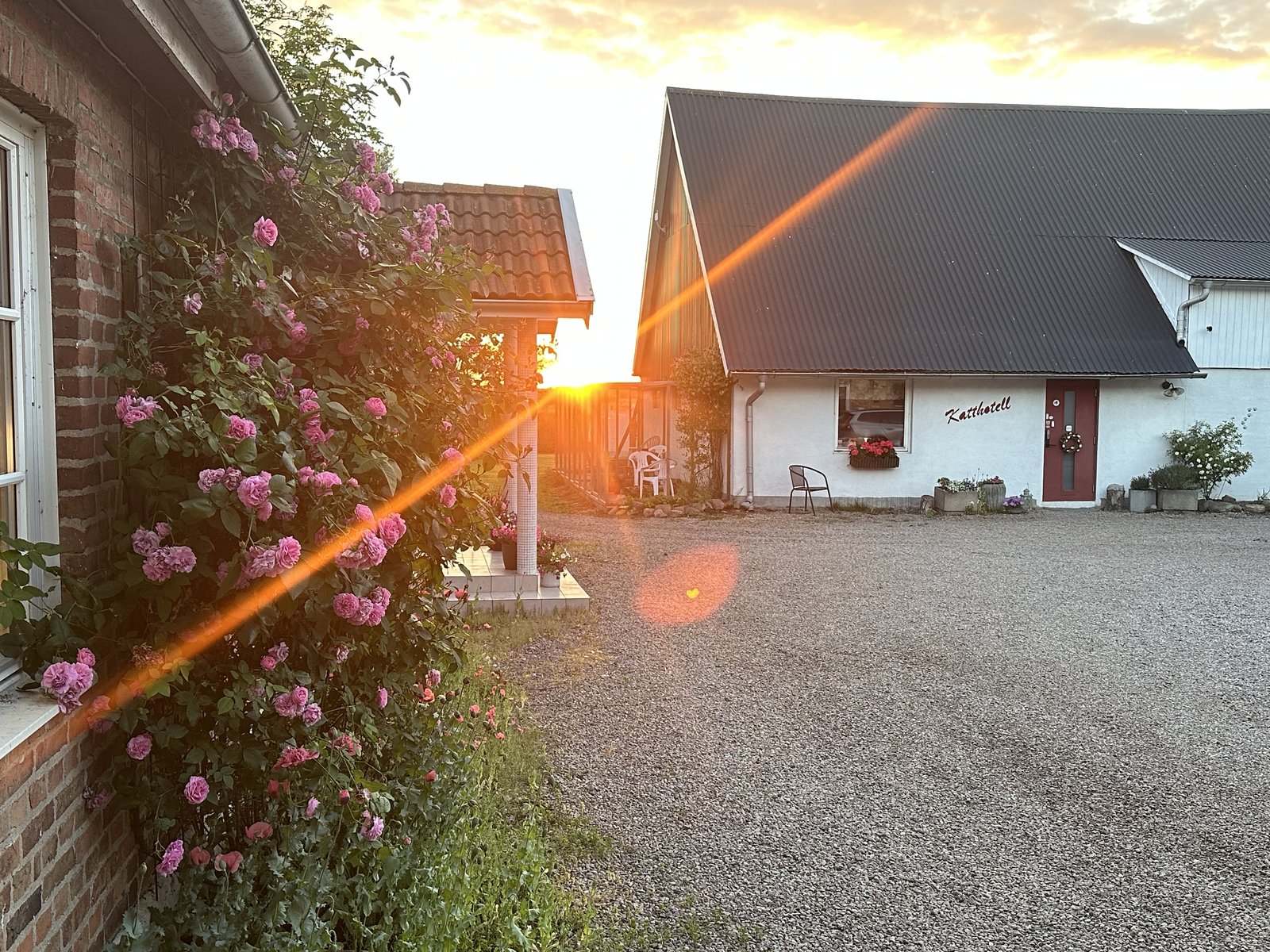 Gårdsplanen med katthotellet i solnedgång