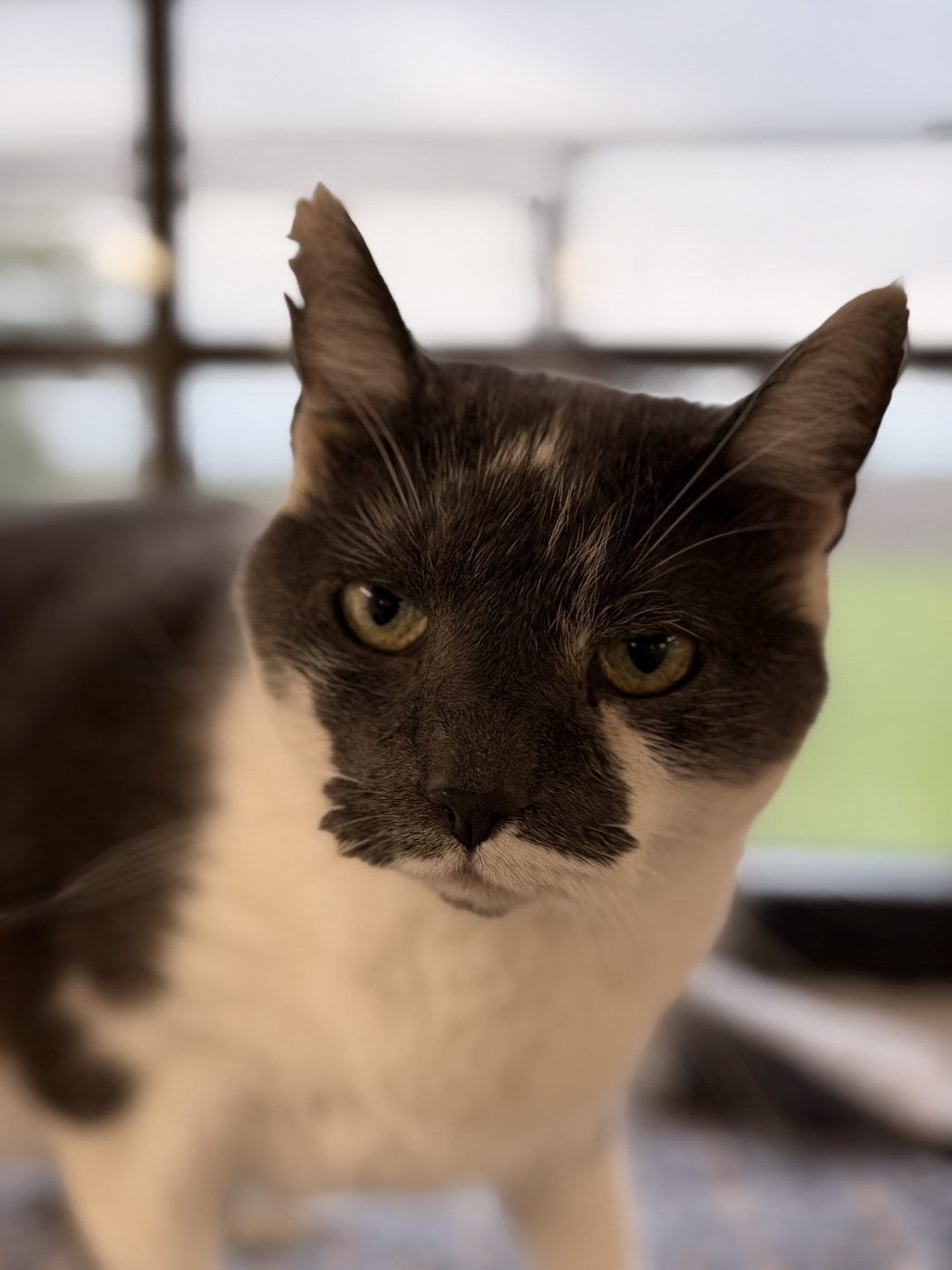 Gråvit katt framför fönstret