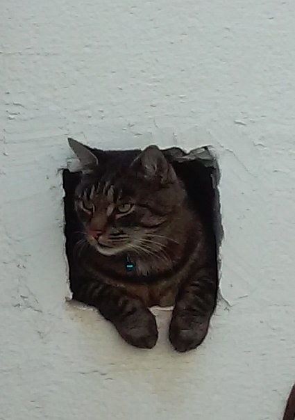 Katt som tittar ut ur ett hål i väggen